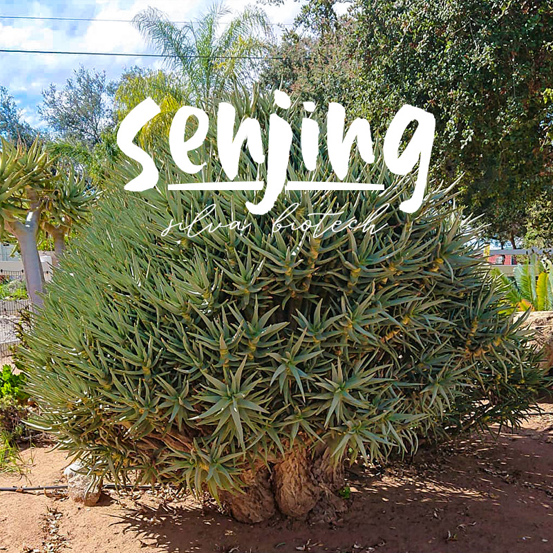 芦荟长成大型树状花园多肉