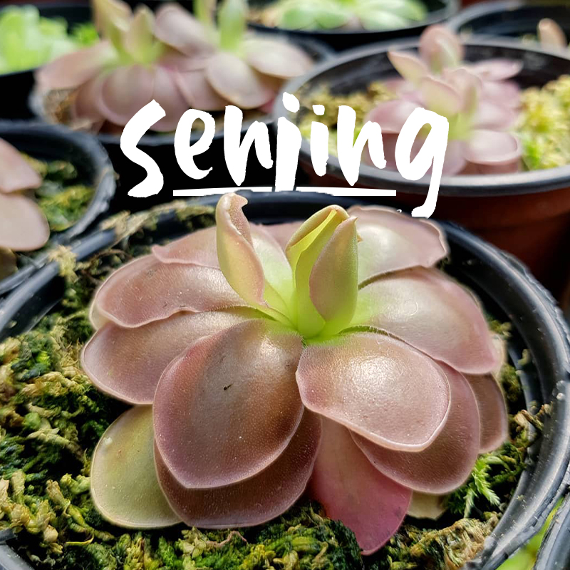 超好养的食虫植物天然粘虫板