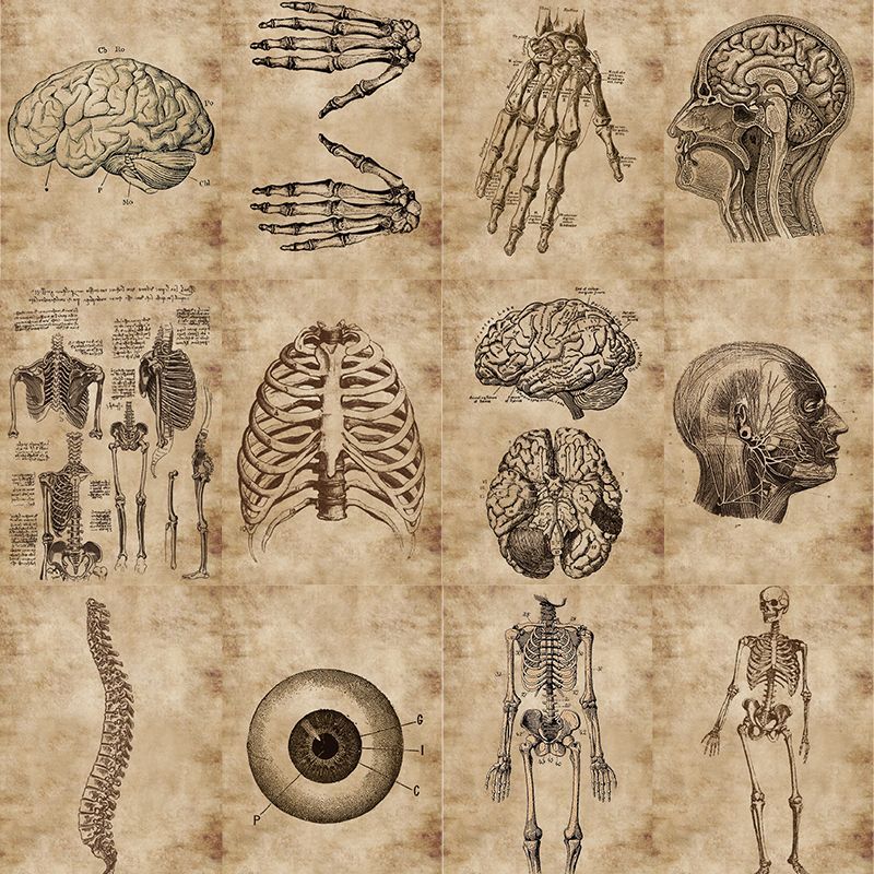 【拾乐】56张人体构造医学生物学小众装饰创意手账贴画防水贴纸