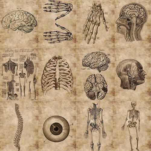 【拾乐】56张人体构造医学生物学小众装饰创意手账贴画防水贴纸