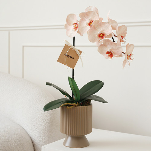 ladylike手感蝴蝶兰仿真花摆件客厅餐桌玄关假花盆栽装饰花艺摆设