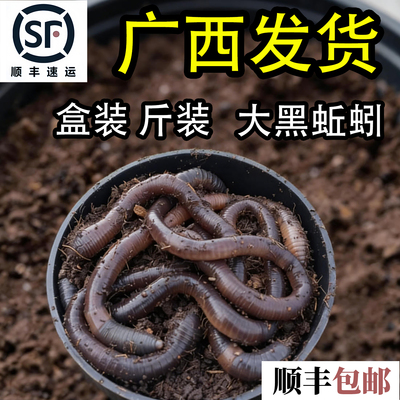 鲜活本地黑蚯蚓黄鳝活饵打窝料