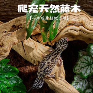 爬虫攀爬天然树藤鬃狮宠物蛇捷角守宫盘龙木霸王藤爬宠箱造景藤条