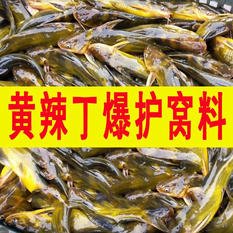 黄颡鱼窝料黄骨鱼饵料诱鱼信息素黄辣丁小药汪刺黄辣丁昂公底窝料