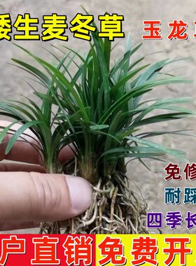 日本矮麦冬玉龙草耐寒耐旱耐踩踏庭院绿化草坪景观造景，花园地被
