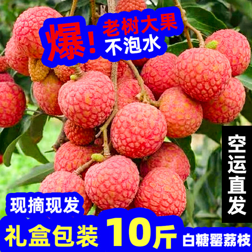 高州百年老树天然白糖罂荔枝