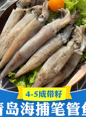海兔笔管鱼新鲜冷冻乌带籽4-5成