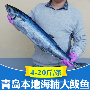 青岛特大鲅鱼鲜活冷冻蓝点马鲛鱼新鲜海鱼大整条5斤燕鲅鱼10