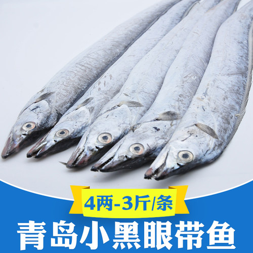 青岛海捕特大小眼带鱼3两-3斤/条