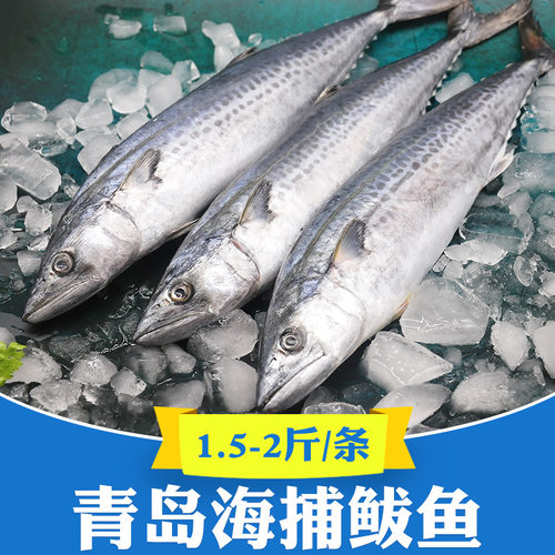 新货青岛海捕大鲅鱼蓝点马鲛鱼