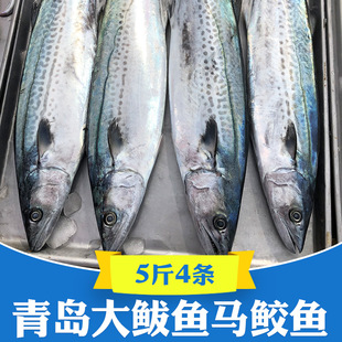 新鲜青岛大鲅鱼5斤燕鲅鱼马鲛鱼马交鱼海捕整条整箱海鲜鲜活冷冻