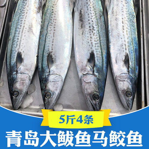 新货青岛海捕大鲅鱼5斤整条整箱