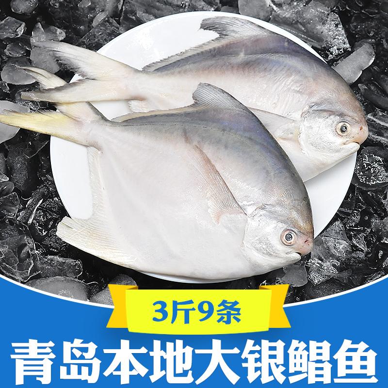 3斤 鲳鱼新鲜冷冻海鱼海鲜鲜活银鲳鱼白鲳鱼平鱼昌鱼鲳鳊鱼晶鱼大 水产肉类/新鲜蔬果/熟食 鲳鱼 原图主图