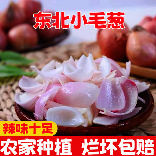 2024东北毛葱红葱头迷你圆葱生吃小洋葱葱油鬼子葱5斤干葱头红头