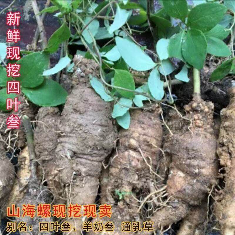 江西高山新鲜山海螺四叶参羊乳参通乳草羊奶参现挖现发深山羊乳根