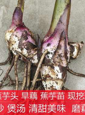 新鲜芭蕉芋儿天然粗粮旱