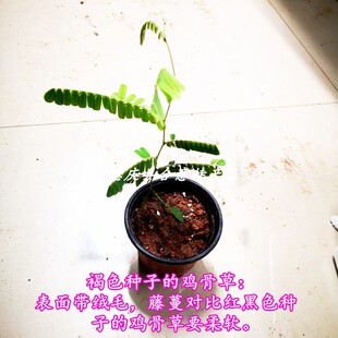 鸡骨草种苗种子苗相思子树苗大黄草鸡母珠中草药绿植盆栽满3棵包