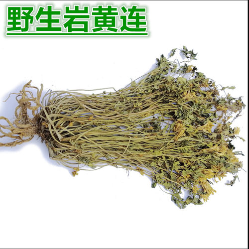 云南干鱼岩黄连中草药高海拔岩黄连无污染野外生长3800米岩石上