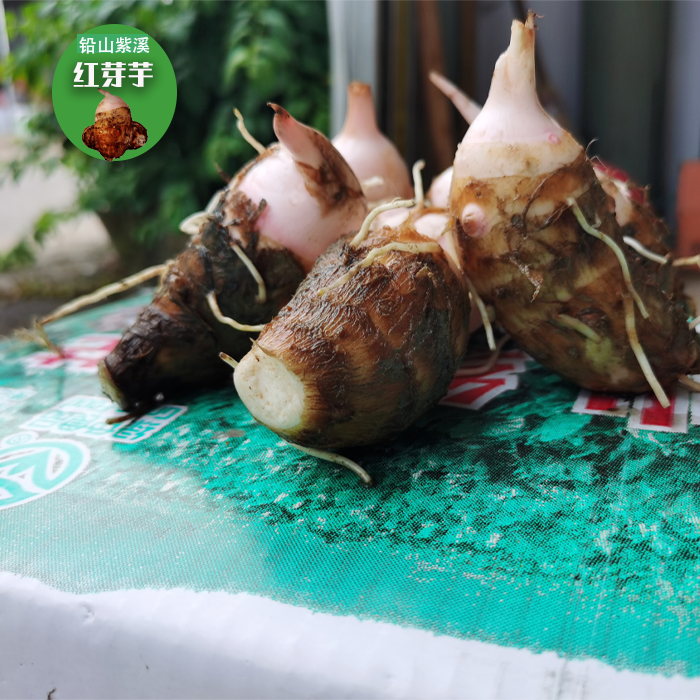 江西精品铅山红芽芋小芋艿新鲜自种现挖芋头毛芋芋泥软糯包邮新货