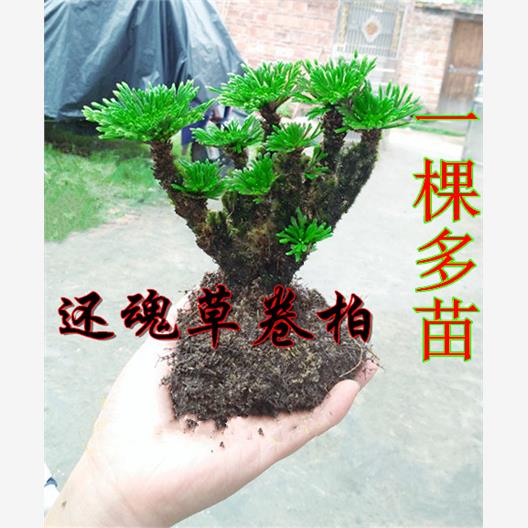 还魂草卷柏复活阳台不死草桌面防辐射微型盆景盆栽绿色小植物观叶