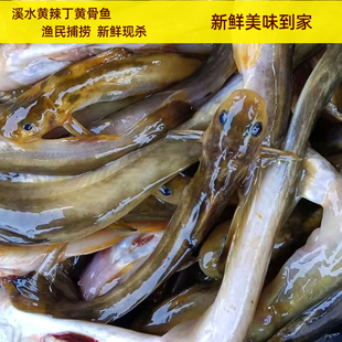 江西新鲜淡水鱼生态昂刺鱼黄丫角嘎鱼黄颡鱼黄辣丁黄骨鱼鲜活体杀