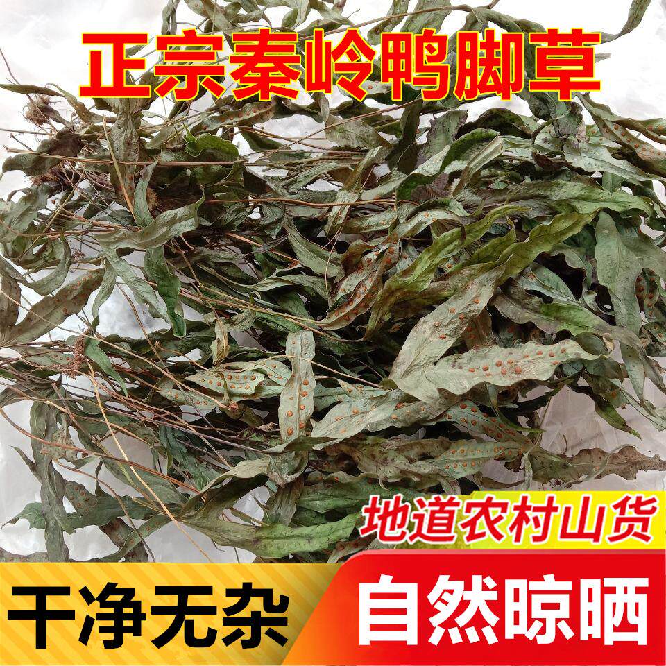 江西赣南鸭脚草金鸡脚干鱼新货煲汤料中药材鹅掌金星草七星草泡水