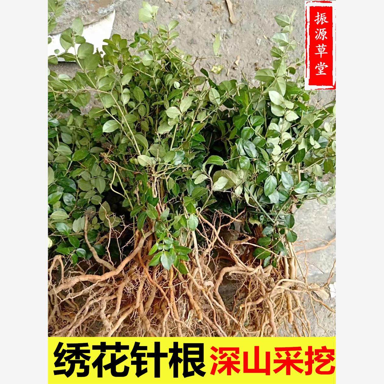 农家中药材 老虎刺中药材虎刺根 老鼠刺 绣花针根 伏牛花根 新鲜