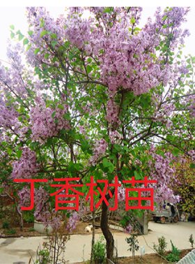 丁香花苗庭院 盆栽丁香花紫花丁香树苗浓香十里香 丁香花树苗别墅