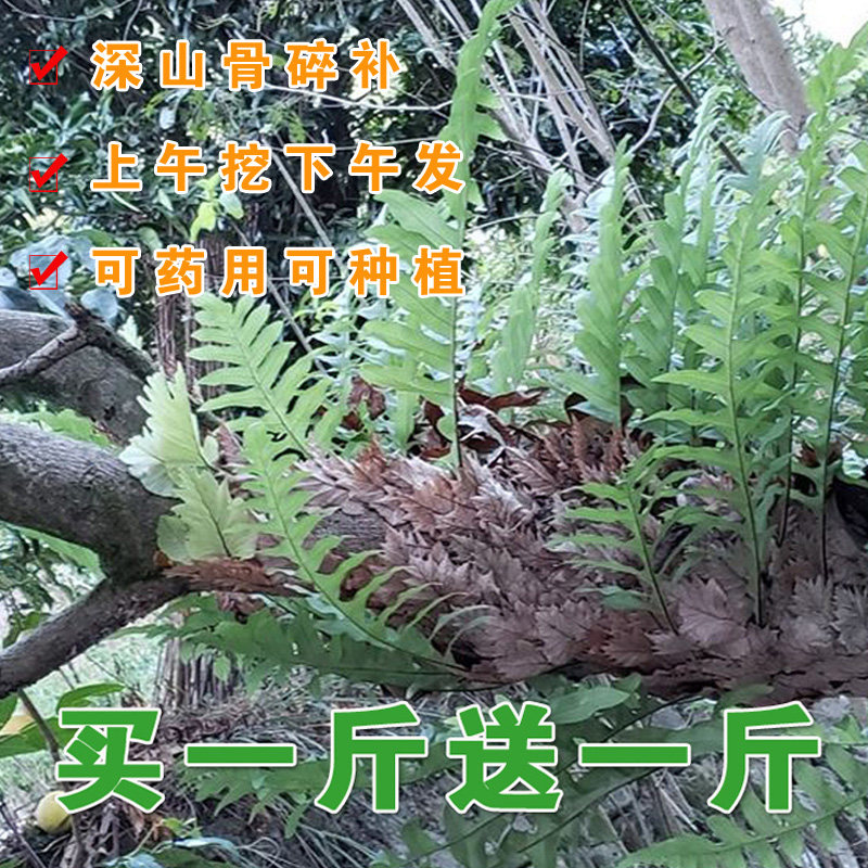 骨碎补新鲜中药材盆栽毛姜爬岩姜接骨草药苗石姜崖姜猴儿姜,传统滋补营养品,其他药食同源食品,淘宝优惠券,粉丝福利购,淘宝优惠卷