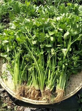 江西小香芹菜新鲜现挖小香芹菜农家自种小香芹菜当季蔬菜小叶青芹