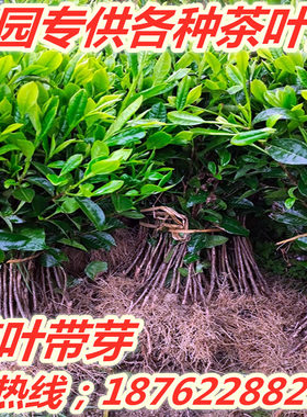 茶叶树苗茶叶种植苗茶叶苗大白茶叶树苗毛尖龙井碧螺春种植茶树苗