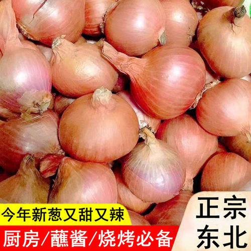 东北毛葱红葱头迷你圆葱生吃小洋葱葱油鬼子葱干葱头红头2024新葱
