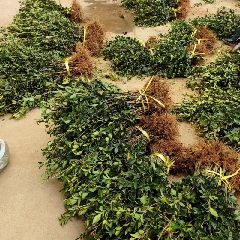 油茶苗高产嫁接油茶树苗江西长林系湘林白花山茶油苗茶树苗品种好