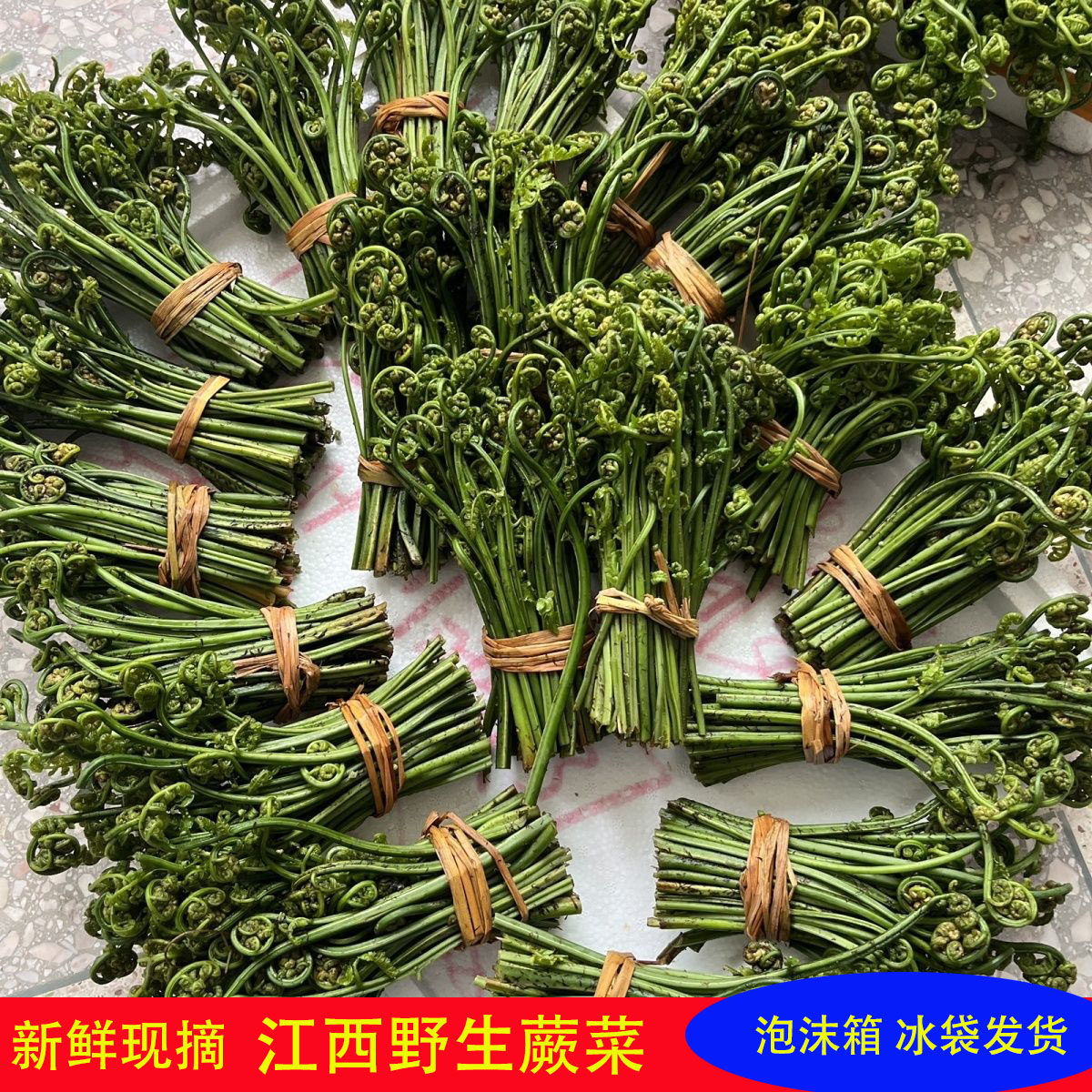 现货江西新鲜干鱼野菜蕨菜龙爪现摘农家鸡爪蔬菜凉拌饭菜猫爪菜