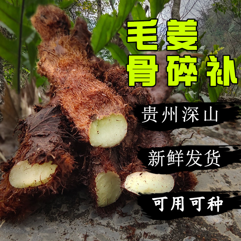 贵州深山新鲜骨碎补毛姜爬岩姜石岩姜接骨包邮姜煲汤中药材泡酒