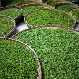 今年上犹绿茶江西赣州高山云雾毛尖赣南新茶叶五指峰手工茶500g