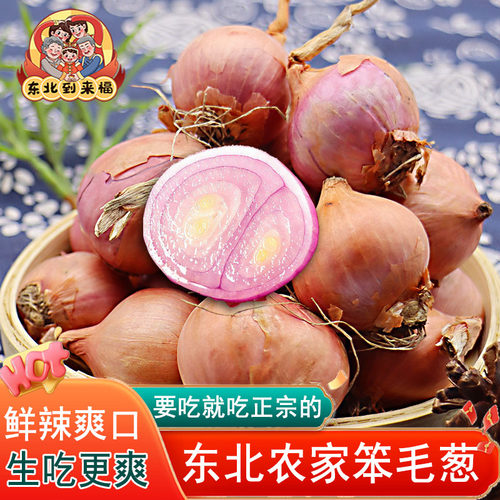 东北特产新鲜小毛葱笨毛葱小洋葱新鲜蔬菜迷你圆葱头农家自种葱头