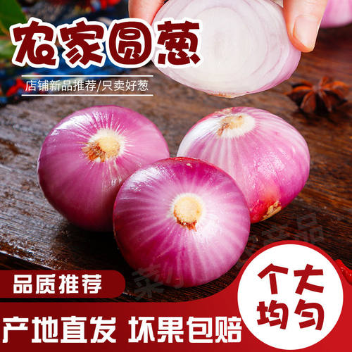 迷你圆葱小洋葱东北毛葱生吃干红葱头熬葱油卤肉调味单粒圆葱头