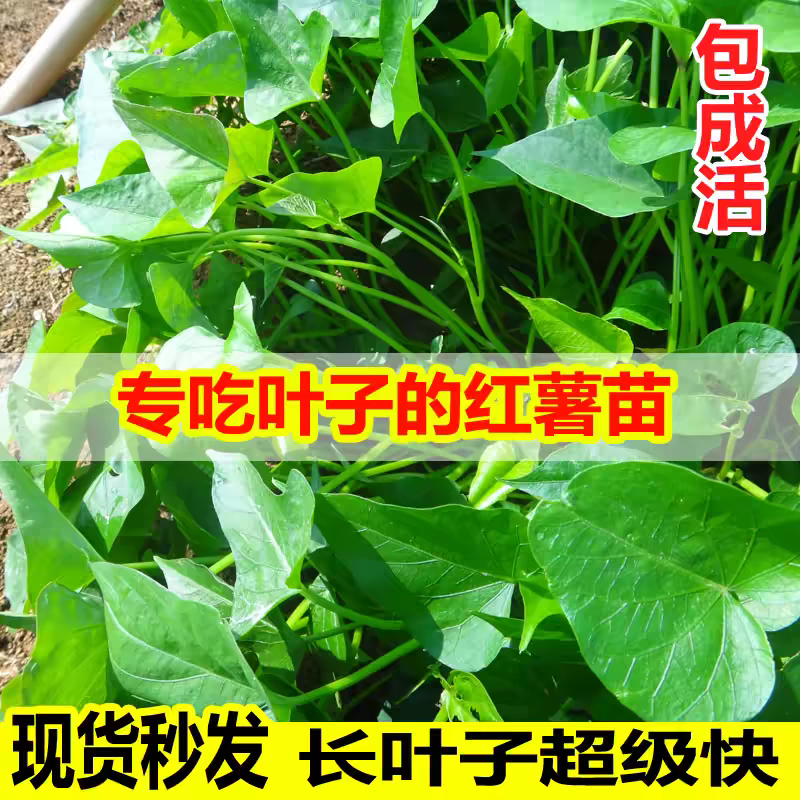 食叶型红薯叶苗广西专吃叶子的地瓜叶食用番薯叶红苕苗秧种植蔬菜,鲜花速递/花卉仿真/绿植园艺,绿植,淘宝优惠券,粉丝福利购,淘宝优惠卷
