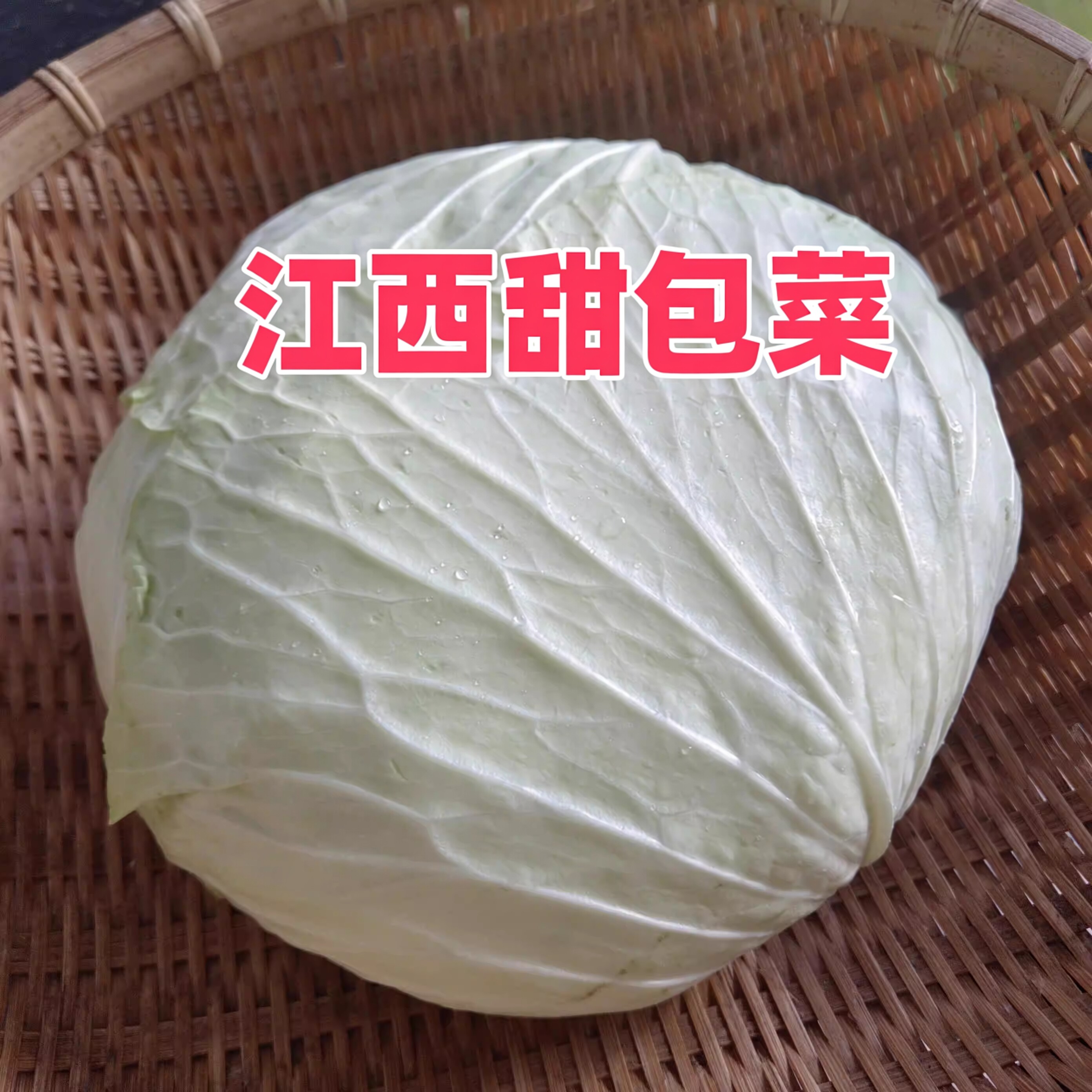 江西赣州新鲜农家自种大白菜扁包叶菜类