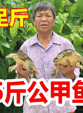 足斤【鲜活甲鱼 包活送达】公甲鱼活体王八中华海鲜老鳖龟水鱼苗