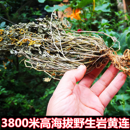 云南丽江干鱼岩黄连干货中药材高海拔岩石长的中草药岩黄连500克