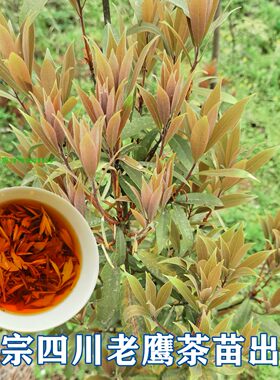 四川老鹰茶树苗 红茶白茶树苗 老阴茶苗盆栽地栽食用植物嫩芽茶叶