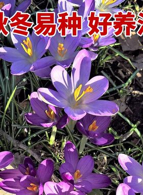 药用藏红花种球番红花球藏红花盆栽植物花卉种子西红花耐寒红花球