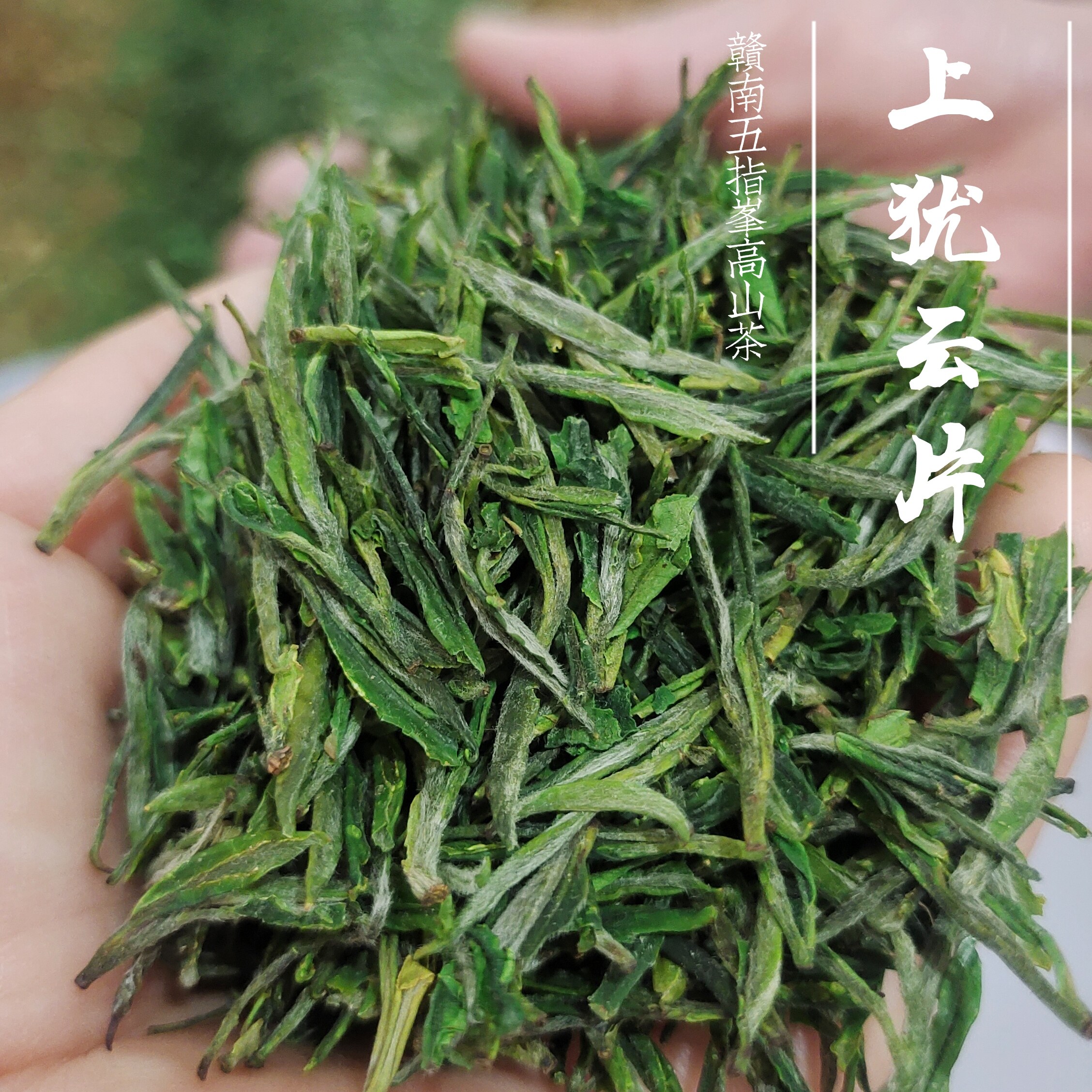 江西上犹上洞毛尖茶2025新茶叶五指峰高山云雾茶明前炒青云片,茶,特色产区绿茶,淘宝优惠券,粉丝福利购,淘宝优惠卷