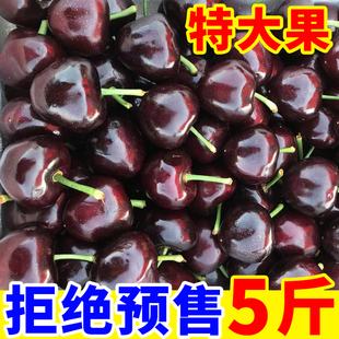 包邮 孕妇水果烟台美早车厘子整箱 现摘樱桃新鲜5斤大果山东当季