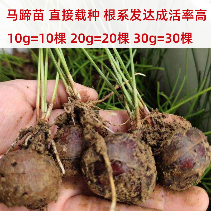 非广西荔浦马蹄种苗精选荸荠种子种植高产水果马蹄江西培苗新鲜水
