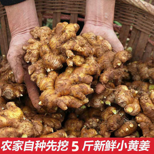 小黄姜黄姜月子姜母姜