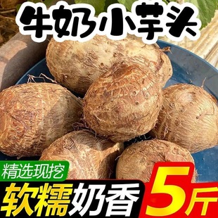 江西赣州上犹白芽芋头牛奶芋子小毛芋香芋头芋仔芋艿仔荔浦现挖