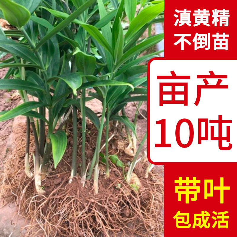 黄精苗滇黄精中药材野黄图片
